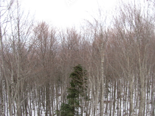 Quiet Winter Woodland Landscape with Distant Bare Trees,