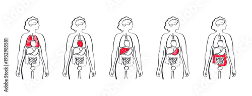 Internal Organs Sketch