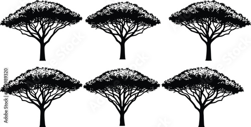 Acacia tree silhouettes collection, African savanna umbrella shaped trees isolated on white background detailed botanical vector illustration set