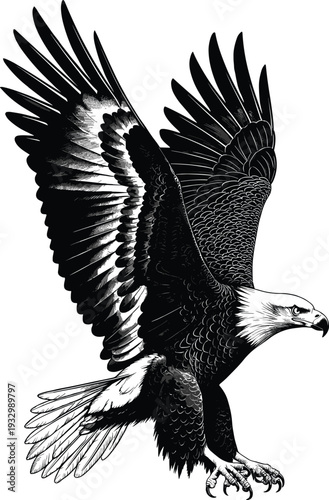 Majestic bald eagle silhouette illustration, flying bird of prey with spread wings detailed black and white vector isolated background