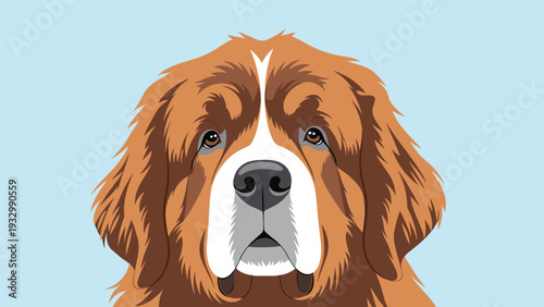Close up portrait of a majestic saint bernard dog head with kind eyes and distinctive markings on a solid blue background.