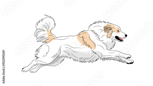 Long haired white and cream great pyrenees dog running fast with its fur blowing in the wind on a plain white background.