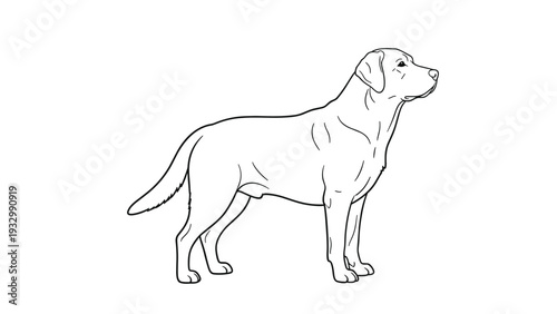 Simple black and white line art illustration of a labrador retriever standing in profile on a plain white background for coloring or design.