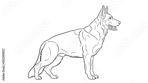 Detailed line art illustration of a german shepherd dog standing in a proud and alert posture on a white background suitable for coloring.
