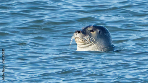 Harbor Seals hanging out on the rocks of the Chesapeake Bay Bridge Tunnel  in Virginia