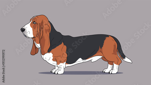 Side view illustration of a tricolor basset hound dog standing on a grey background showing its long ears short legs and heavy build characteristic.