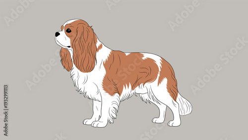 Cavalier King Charles Spaniel dog standing gracefully with a long wavy coat in white and chestnut colors on a neutral grey background.