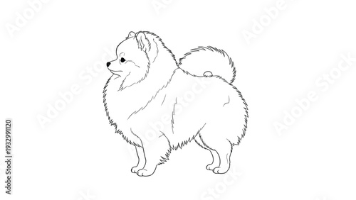 Fluffy Pomeranian dog standing in profile with its thick double coat and curled tail depicted in a detailed black and white line art style.