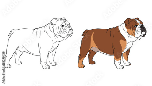 Comparison illustration showing an english bulldog in both a simple line art outline and a fully colored brown and white version side by side.