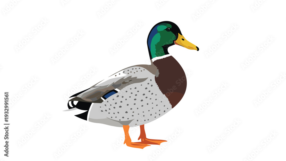 Obraz premium Realistic illustration of a male mallard duck with its characteristic green head, yellow beak, and mottled grey body on a white background.