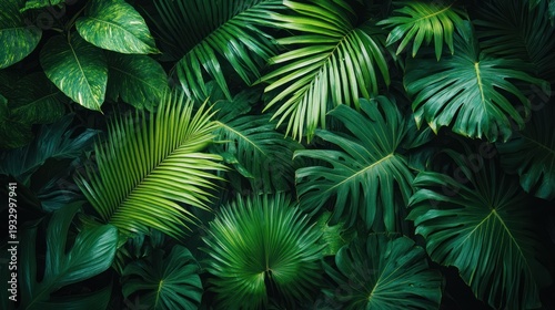 Tropical foliage background