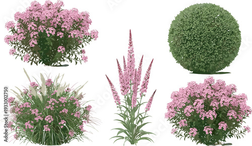 Collection of five different bushes and plants including flowering pink varieties and a rounded green leafy shrub, ideal for gardening, landscaping, and botanical design inspiration