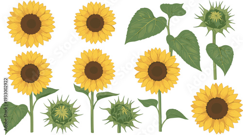 Collection of illustrated sunflowers and plant parts showing blooming flowers, buds, stems, and leaves, highlighting botanical anatomy, growth stages, and educational design inspiration