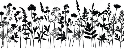 Black silhouette of wildflowers and plants on a white background