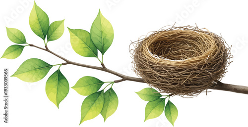 Bird nest on a tree branch with green leaves isolated on white background