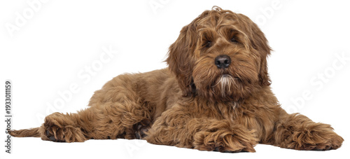 Friendly Labradoodle dog puppy, laying down side ways Looking straight to camera. Mouth closed. Isolated cutout on a transparent background.