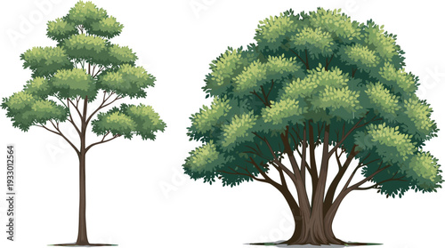 Illustration comparing two different tree structures, one tall and slender with sparse canopy and one broad with dense foliage, useful for botanical studies and landscaping design