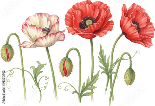 Three red and one white poppy flowers with green stems and buds on a white background