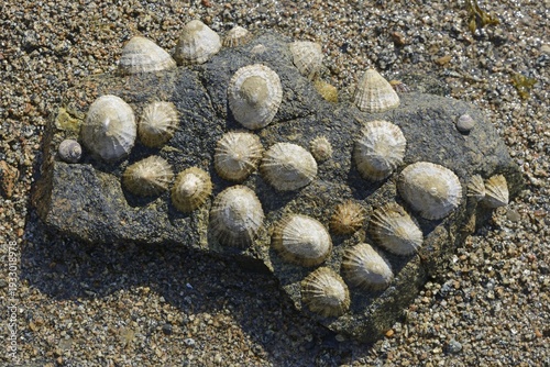 Common limpet (Patella vulgata), Saint Quay-Portrieux, Brittany, France
