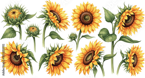 Collection of vibrant sunflowers in various stages of bloom on white background