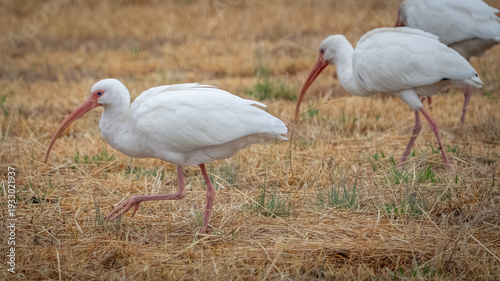 Foto White Ibis feeding in a field