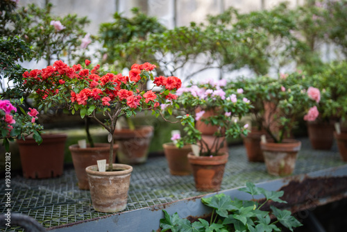 Wallpaper Mural Collection of various red and pink azalea blooming in winter garden. Blossoming small rhododendron bush in old terracotta pot in greenhouse in spring time.  Torontodigital.ca