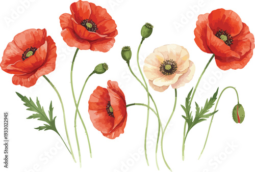 A bouquet of red and white poppies with green stems and leaves on a white background