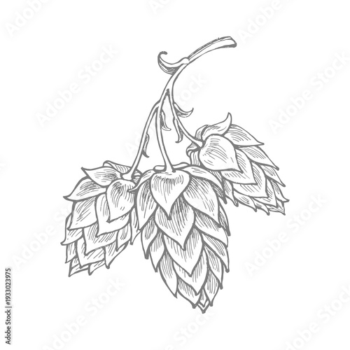 drawing of beer hops