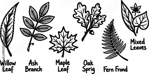 Line art hand drawn willow ash maple oak fern leaves set labeled sketches on white background minimal botanical vector illustration