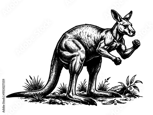 Kangaroo Boxing Pose Engraving Style