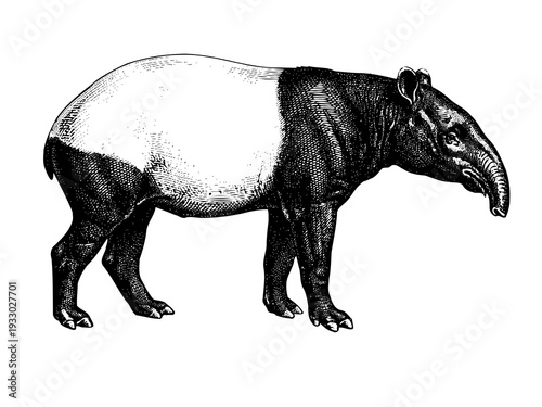 Tapir Side Profile Tropical Engraving