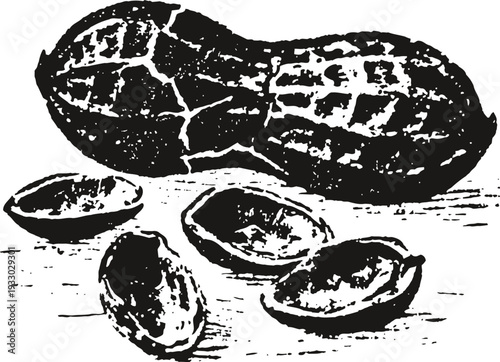 Black and white vintage illustration of peanuts with shells and empty halves, botanical drawing
