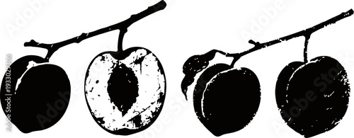 Plum fruit silhouette with whole and halved pieces on stems, natural summer harvest illustration