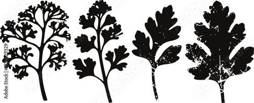 silhouettes of various parsley leaves in black and white, natural herb plant shapes