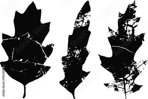 Black grunge silhouette set of three different oak leaves with rough textured edges and distressed details