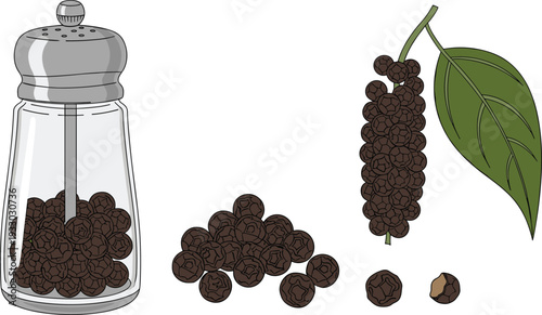 Black pepper spice grains in shaker and branch food ingredient vector illustration