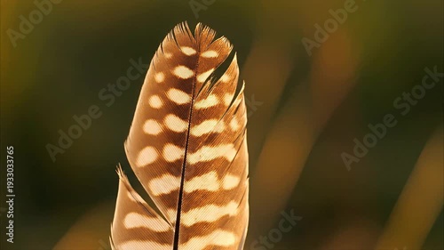 Vibrant spotted feather glowing in warm sunlight naturally