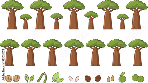 Baobab tree growth stages vector illustration with seeds, leaves and fruits, cartoon botanical lifecycle collection for nature education, ecology design and environmental projects