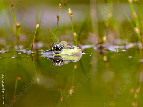 A green frog with reflection sitting in a shallow pond.