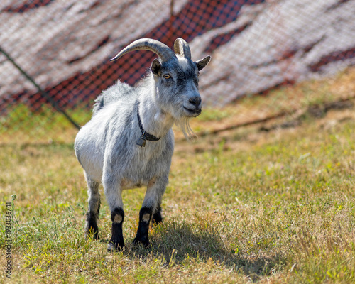 Billy goat standing in a grassy field.