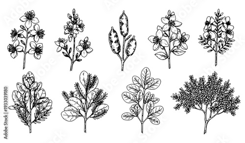 Vintage Style Hand Drawn Australian Botanical Plants and Flowers Sketch Vector Set