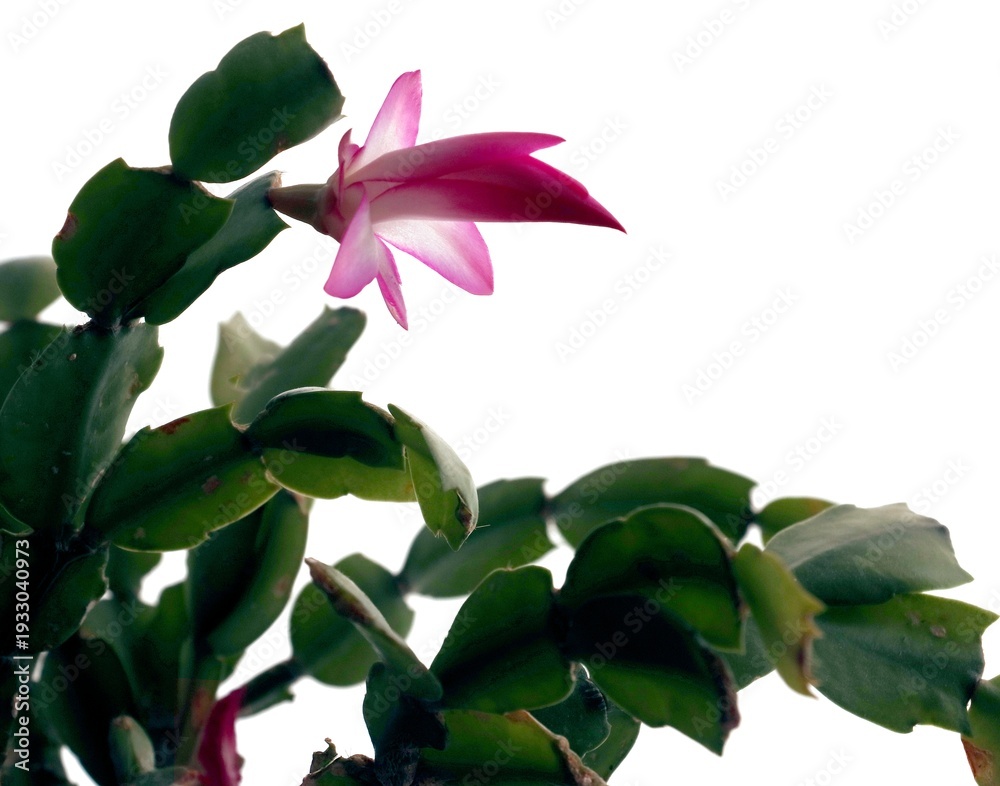 Obraz premium schlumbergera succulent plant close up