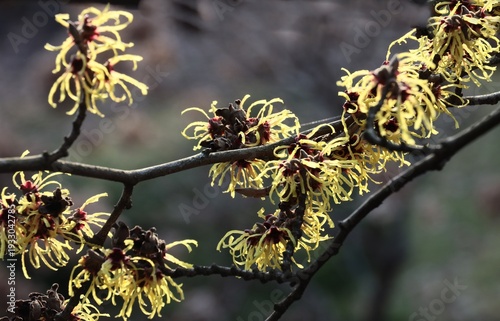 Hamamelis tree,yellow,flower, tree,early spring, in park