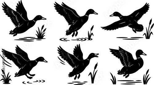 Minimalist vector duck silhouettes in flight and landing six poses over marsh water with reeds dynamic black shapes motion set