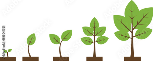 Sequence of plant growth stages from small sprout to green leafy tree on white background, flat vector illustration for life cycle nature and environment