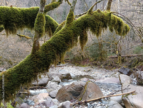 Mountain Stream with Moss Covered Branch in the Italian Alps