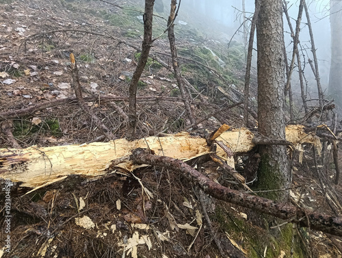 Norway Spruce with Black Woodpecker Marks and Bark Beetle Infestation in the Italian Alps
