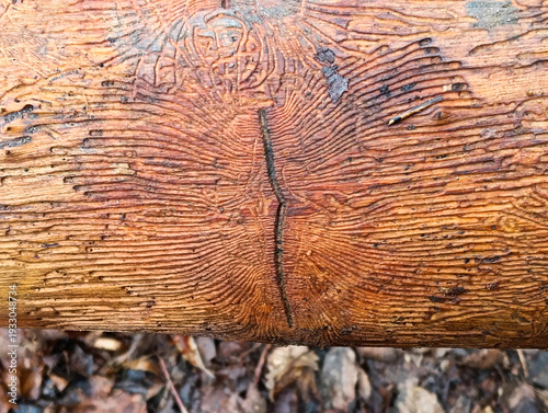 Norway Spruce with Black Woodpecker Marks and Bark Beetle Infestation in the Italian Alps
