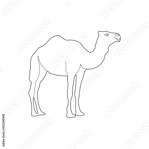 Camel Silhouette Line Art Vector Illustration Design.