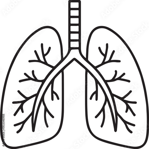 Anatomical illustration of human lungs with branching bronchi and trachea in a linear style high quality professional